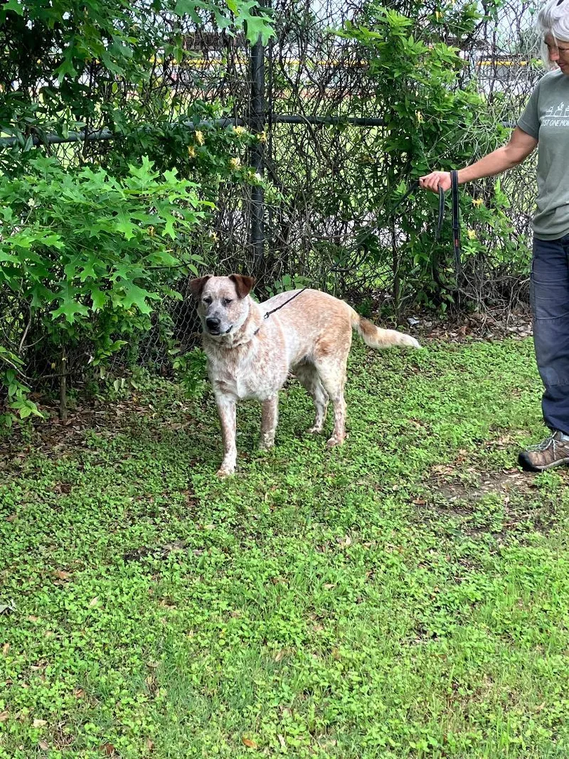 An adult medium-sized male Australian Cattle Dog / Blue Heeler dog named Calvin  From The for adoption in Stephenville, TX