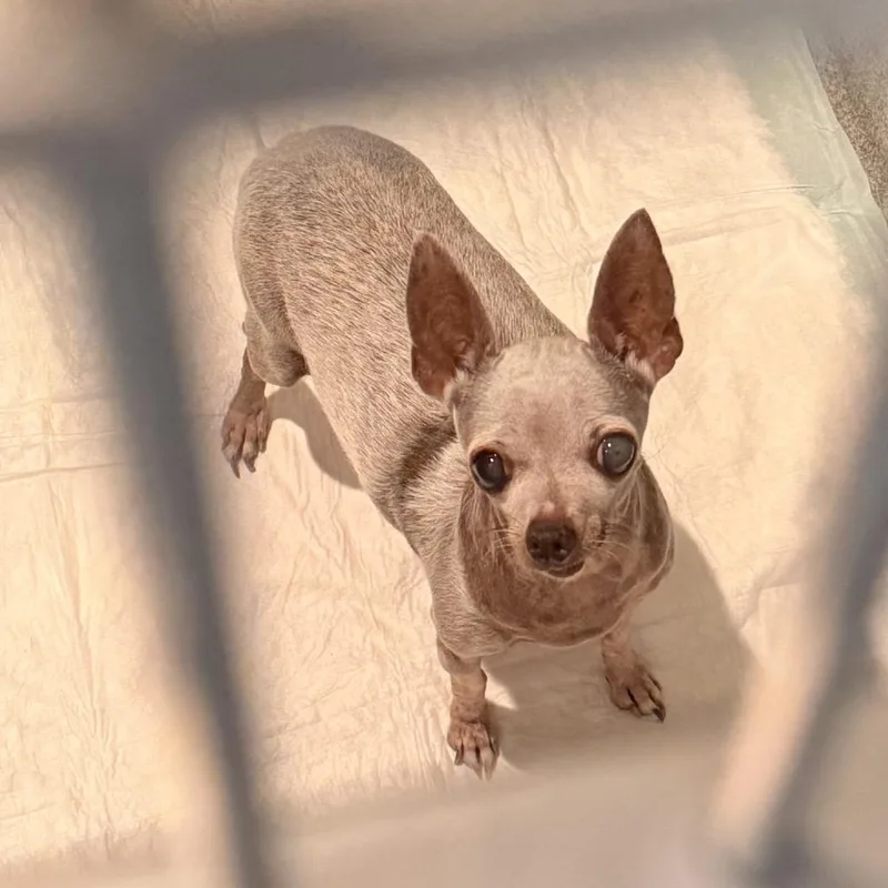 A senior small-sized female Chihuahua dog named Molly for adoption in Port Angeles, WA