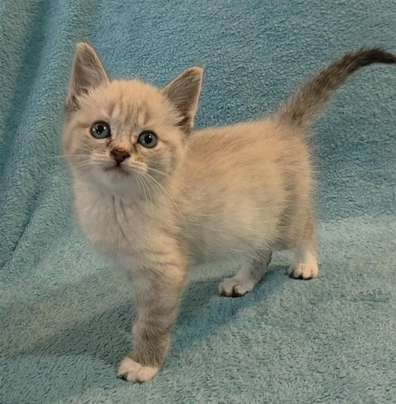 A baby small-sized female Siamese cat named Paige for adoption in Fayetteville, AR