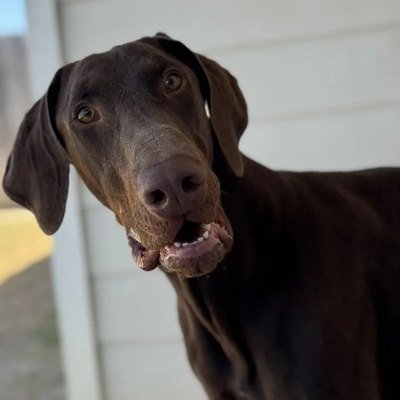 Yeager Lll Yc thumbnail 2