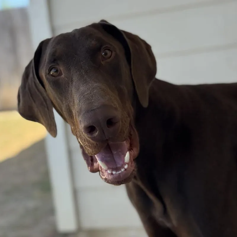 Yeager Lll Yc thumbnail 3