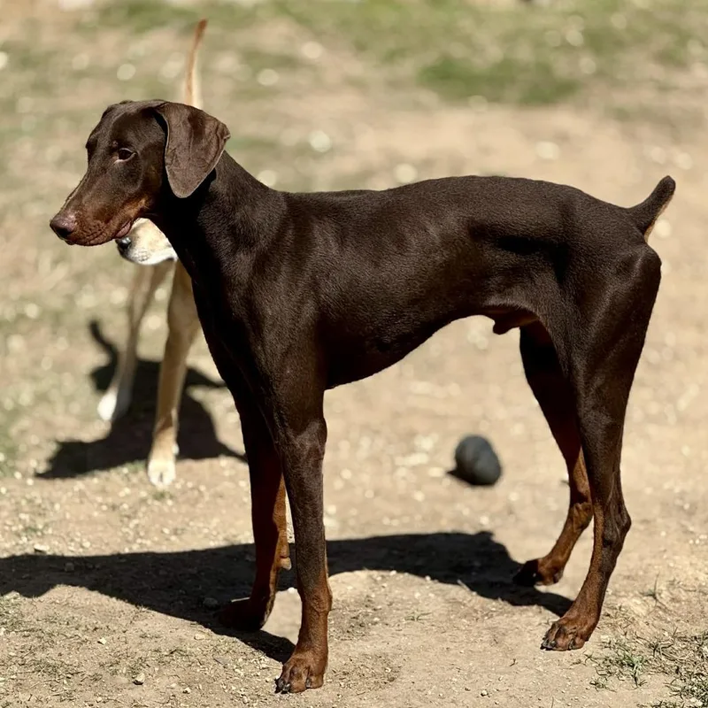 Yeager Lll Yc thumbnail 5