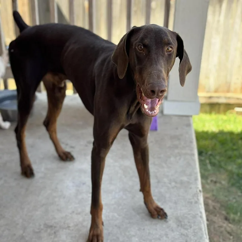 Yeager Lll Yc thumbnail 6