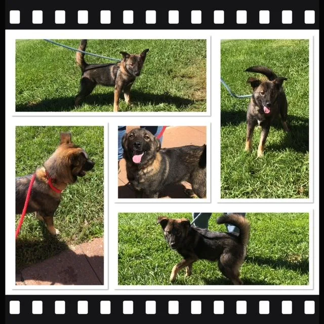 An adult medium-sized female Black Norwegian Elkhound dog named Willow for adoption in Buckhannon, WV