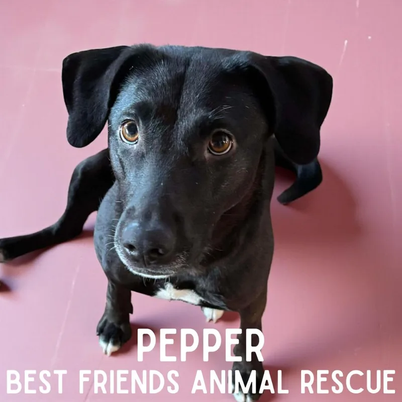 Pepper