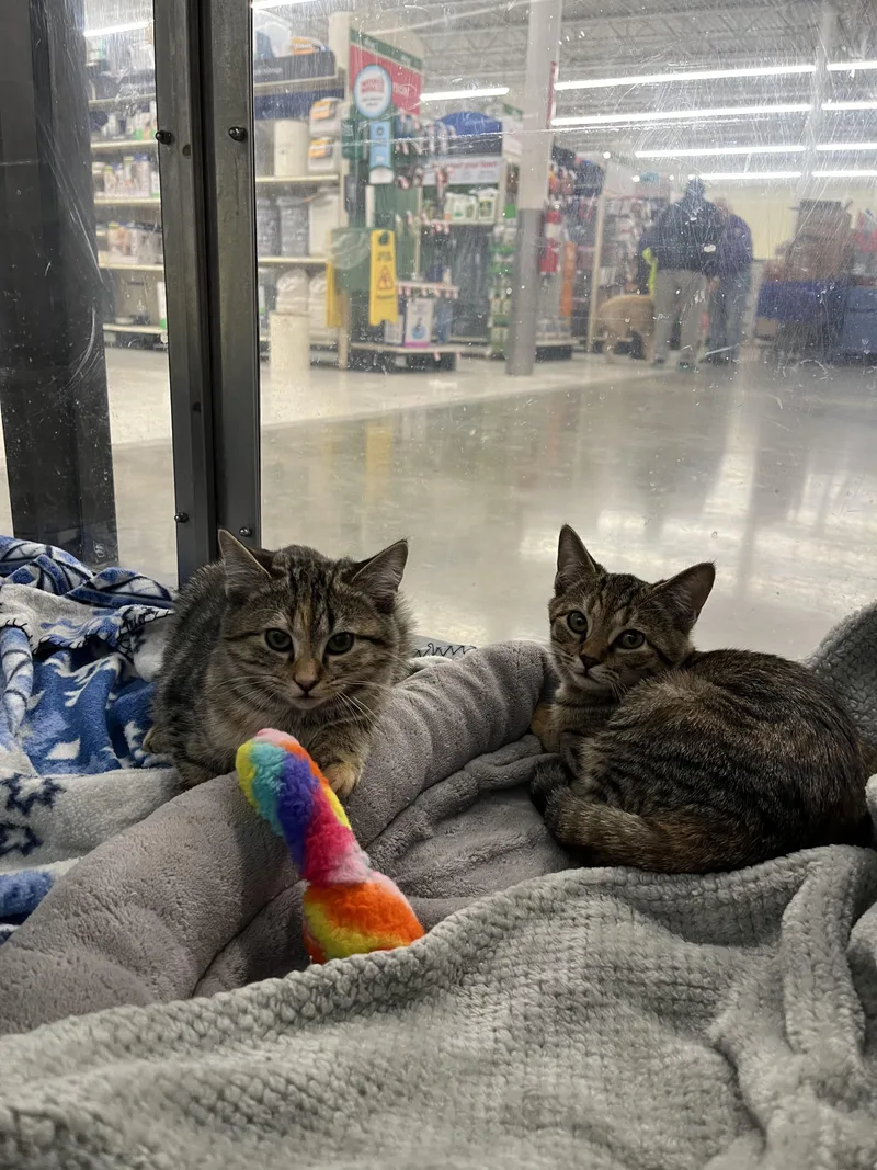 Mika & Mira thumbnail 2