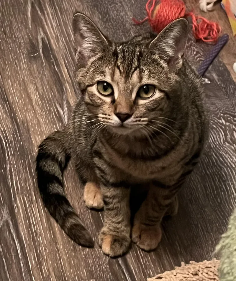 Mika & Mira thumbnail 3