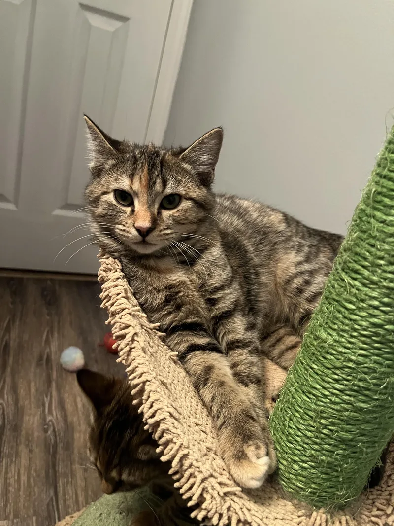 Mika & Mira thumbnail 4