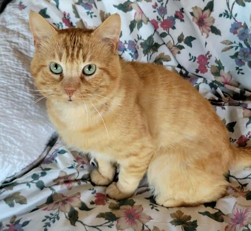 An adult medium-sized male Tabby (Orange / Red) Domestic Short Hair cat named Mo for adoption in Breinigsville, PA