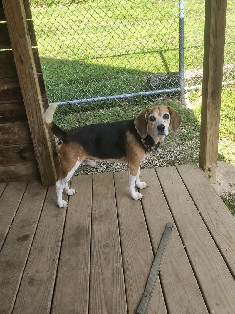 A senior small-sized male Beagle dog named Jack for adoption in Huntingdon, PA