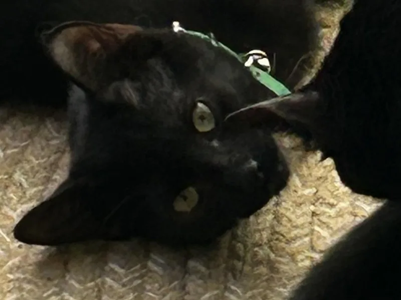 A baby medium-sized male Black Domestic Short Hair cat named Skippy for adoption in Saint Clair, MI
