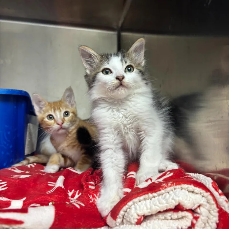 A baby small-sized male Domestic Long Hair cat named Mezcal for adoption in Los Angeles, CA