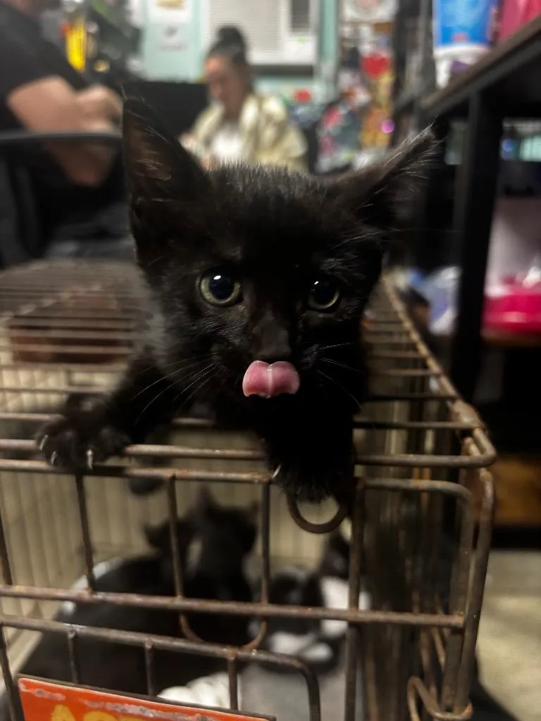 A baby medium-sized male American Shorthair cat named Starling for adoption in Rockport, TX