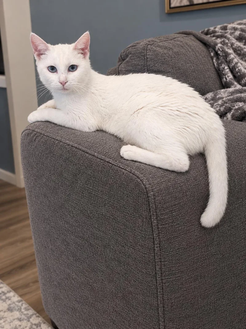 An adult medium-sized female Domestic Short Hair cat named CoCo Chanel for adoption in Claridge, PA