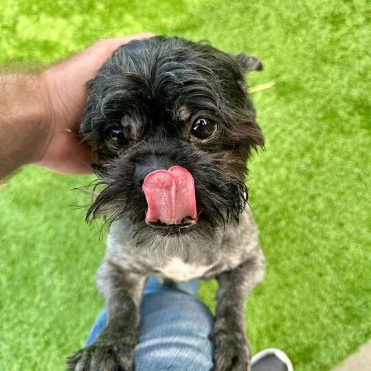 A senior small-sized male Black Shih Tzu dog named Chappo for adoption in Matteson, IL