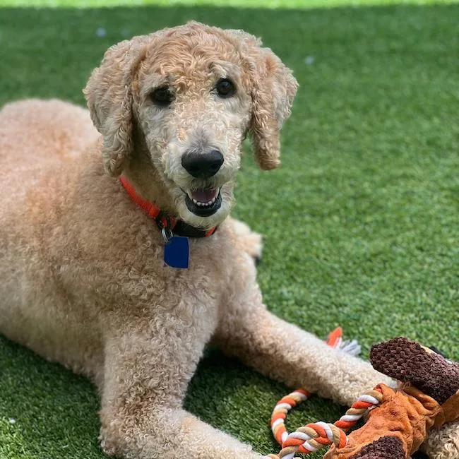 An adult large-sized male Labrador Retriever dog named Cinnamon for adoption in San Diego, CA
