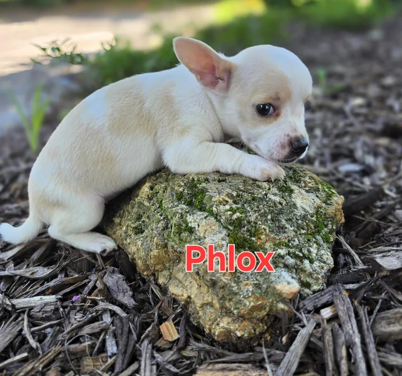 Phlox thumbnail 3