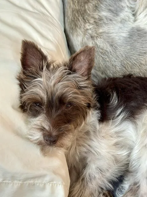 Willow