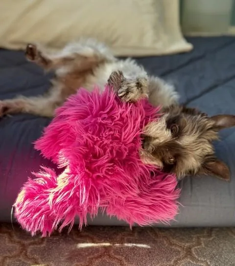 Willow thumbnail 2