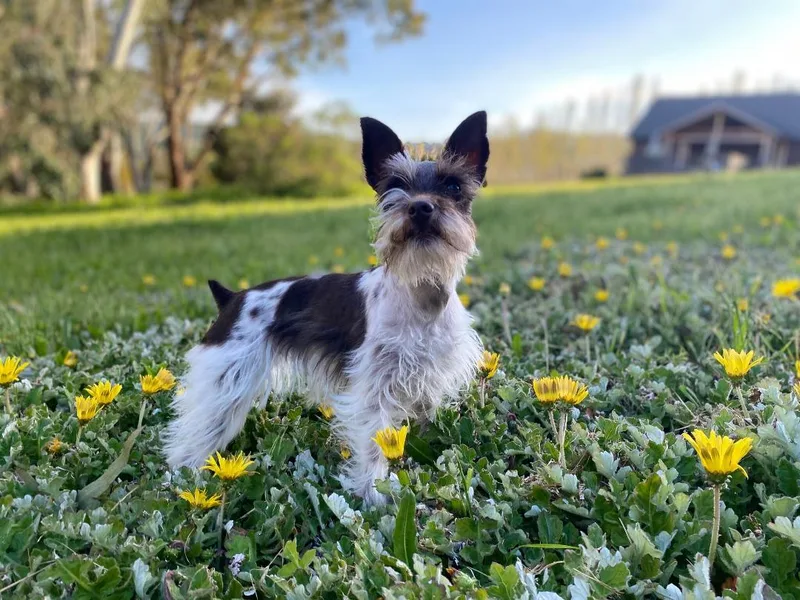 Willow thumbnail 3
