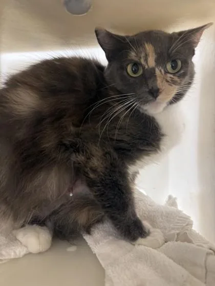 An adult small-sized female Domestic Short Hair cat named Vivienne for adoption in Honolulu, HI