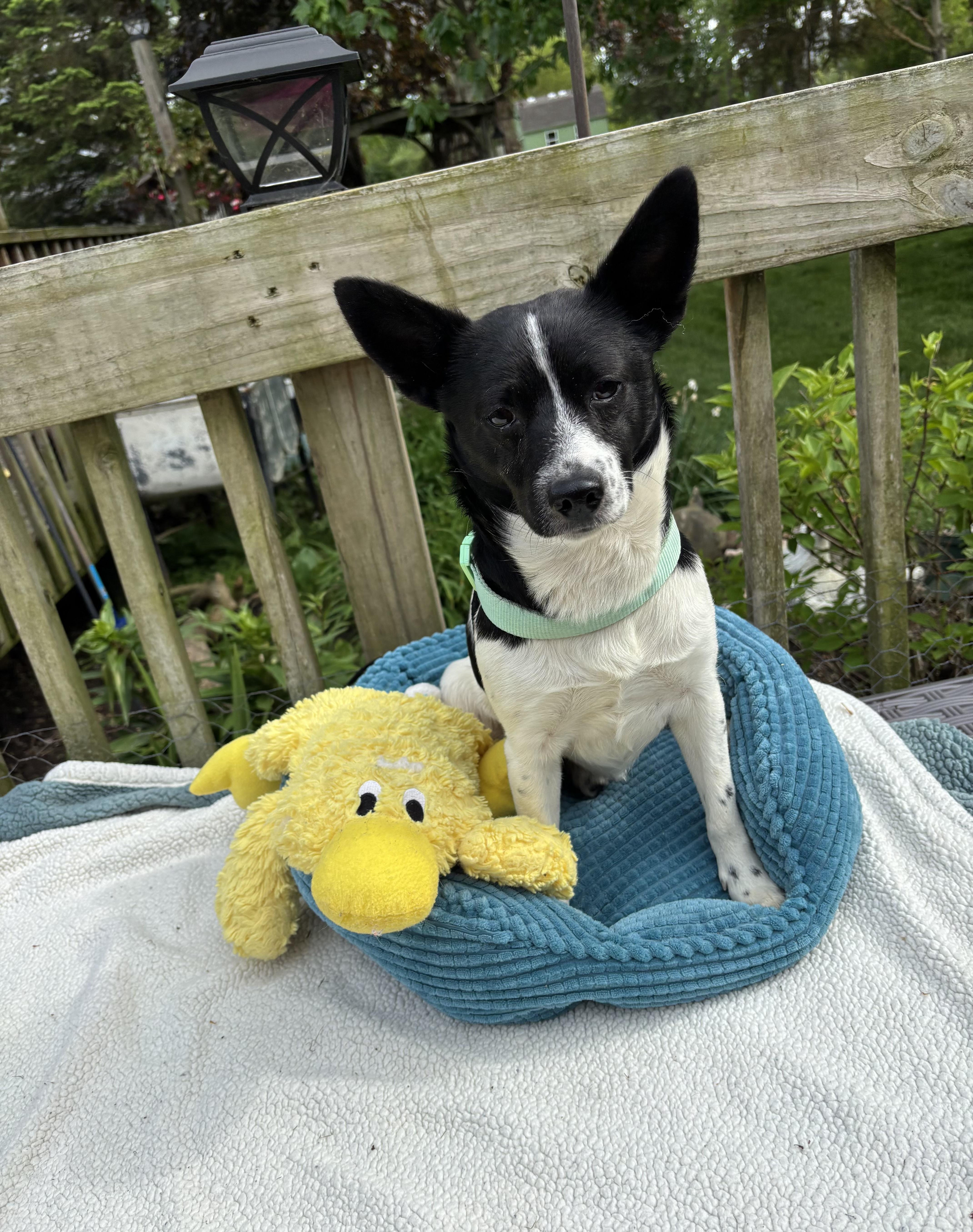 A young small-sized male Black Rat Terrier dog named Bruno for adoption in White Lake, MI