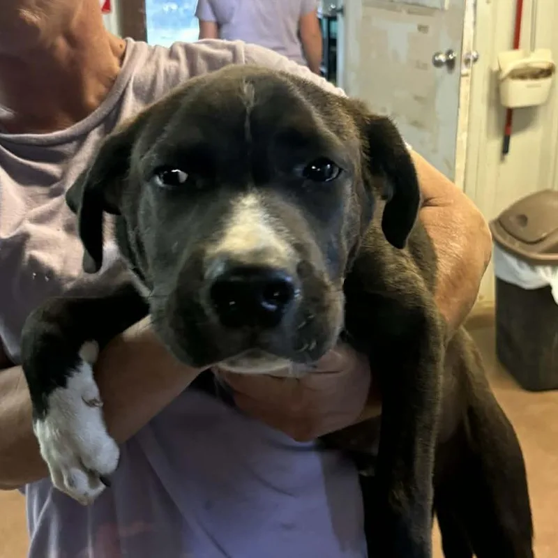 A baby medium-sized male Black Labrador Retriever dog named Tiny for adoption in Stephenville, TX