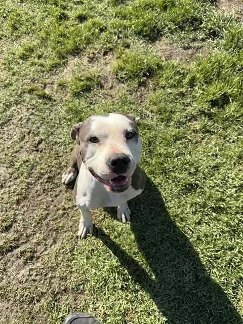 An adult medium-sized female Pit Bull Terrier dog named Shirley for adoption in Riverside, CA