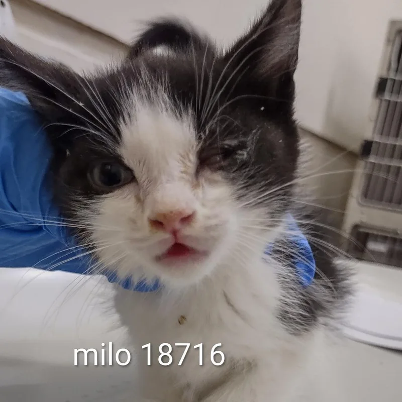 A baby small-sized male Black Domestic Short Hair cat named Milo for adoption in Upland, CA