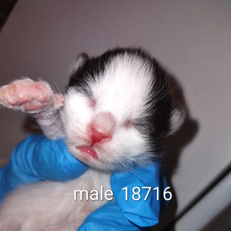 Milo thumbnail 2