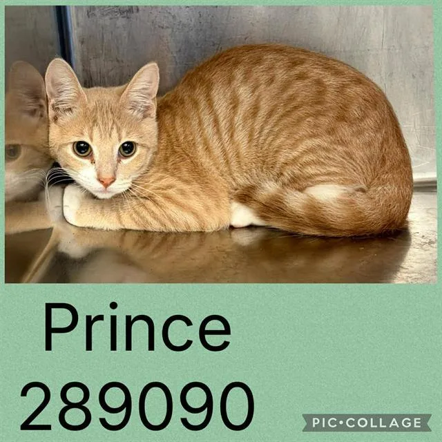 A baby small-sized male Domestic Short Hair cat named Prince for adoption in Macon, GA