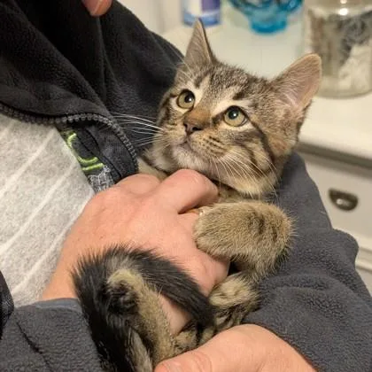 Lord Reginald Spicepaw