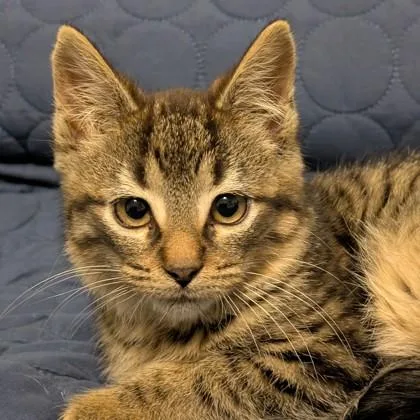 Lord Reginald Spicepaw thumbnail 2