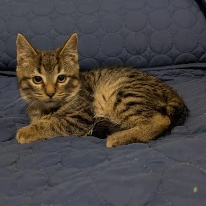 Lord Reginald Spicepaw thumbnail 3