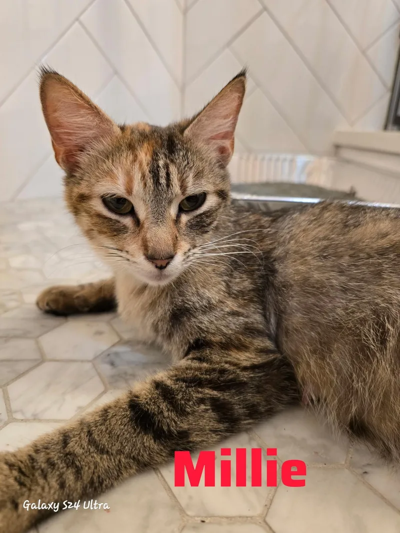 Millie