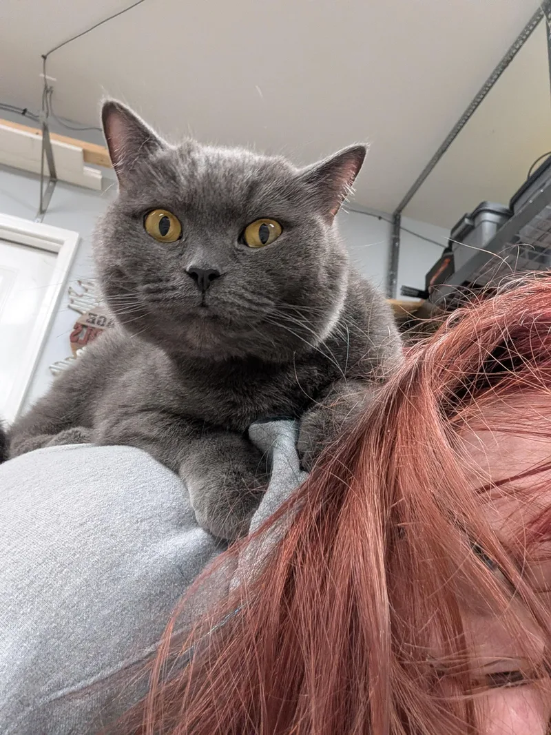 Dahlia and Socks thumbnail 3