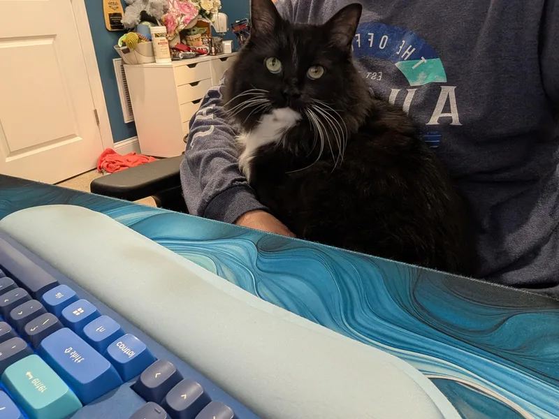 Dahlia and Socks thumbnail 4