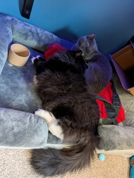 Dahlia and Socks thumbnail 6