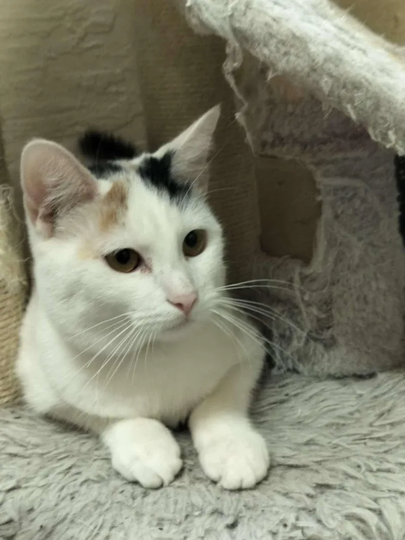 A young medium-sized female Calico cat named SnowPea for adoption in Parlier, CA