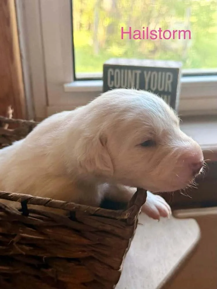 A baby small-sized female Hound dog named Hailstorm for adoption in Waunakee, WI