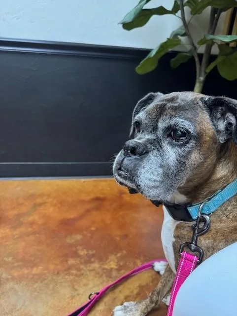 Zoeymedical hold