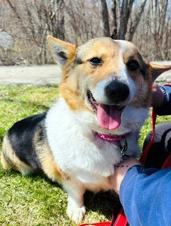 An adult medium-sized female Tricolor (Brown, Black, & White) Corgi dog named Tasha for adoption in Bedford Hills, NY