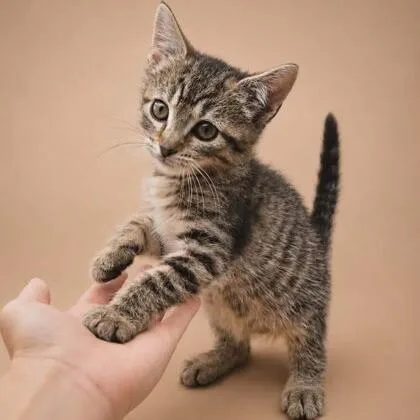 A baby small-sized female Brown / Chocolate Domestic Short Hair cat named Ginger Spice for adoption in Novelty, OH