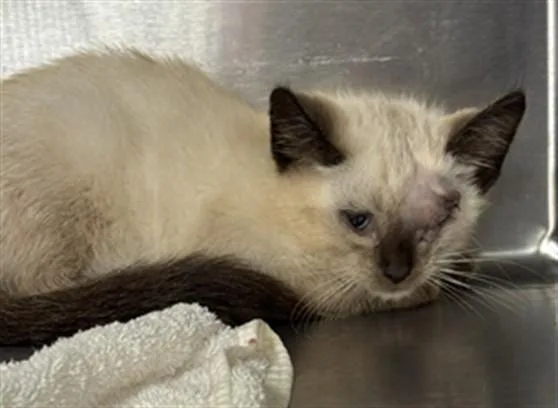 A baby small-sized male Domestic Short Hair cat named Buddy for adoption in Aliquippa, PA