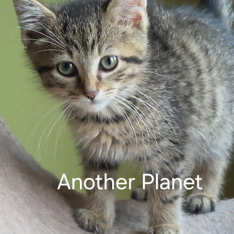 A baby small-sized male Brown / Chocolate Domestic Short Hair cat named Another Planet for adoption in Fredericksburg, VA