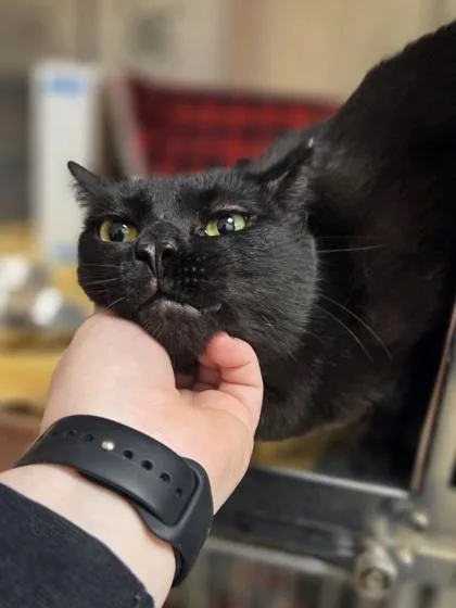 An adult large-sized male Domestic Short Hair cat named Moonlight for adoption in Westland, MI