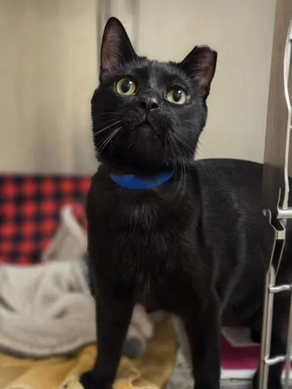 Moonlight thumbnail 2