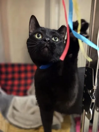 Moonlight thumbnail 3