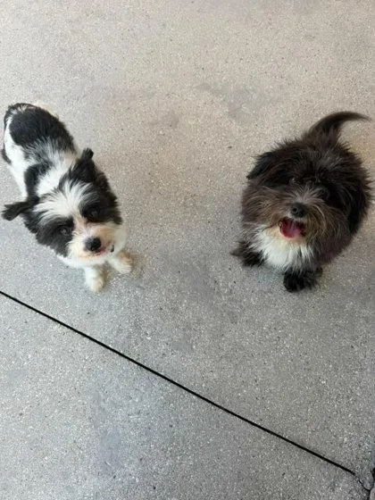 An adult small-sized female Terrier dog named Lulu for adoption in North Miami Beach, FL