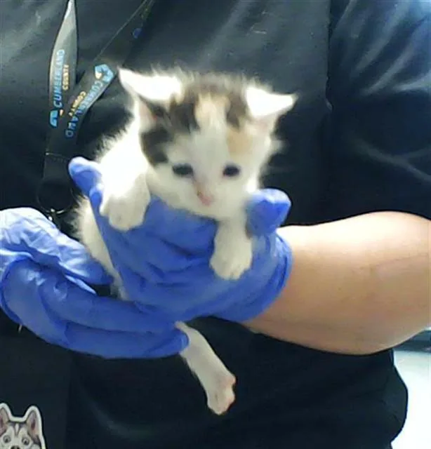 A baby small-sized female Domestic Short Hair cat named Lily Rose for adoption in Fayetteville, NC